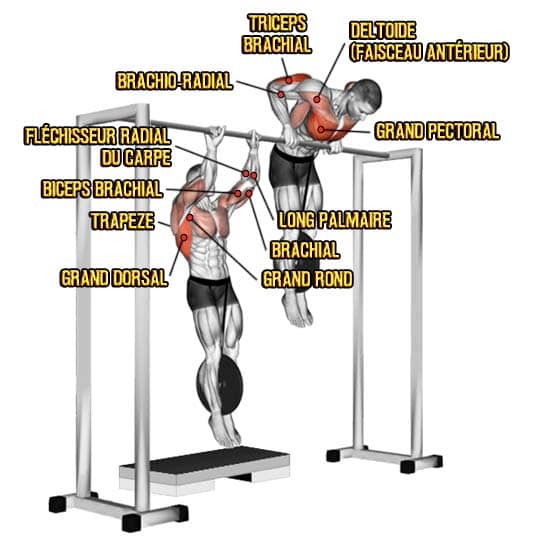 muscle-up en street lifting et muscles principalement sollicités