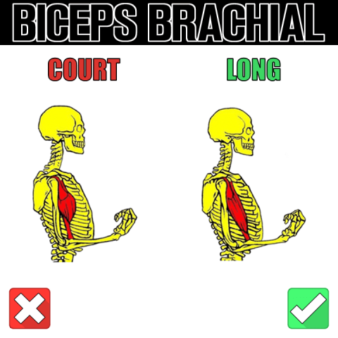 traction street lifting biceps brachial court et long